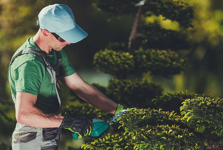 Entreprise Moreno spécialisée dans l’entretien d’espace vert