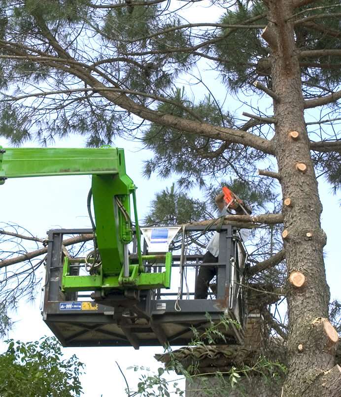 Abattage et toutes interventions avec nacelle